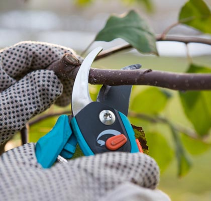 Tree and Shrub Pruning Adelaide